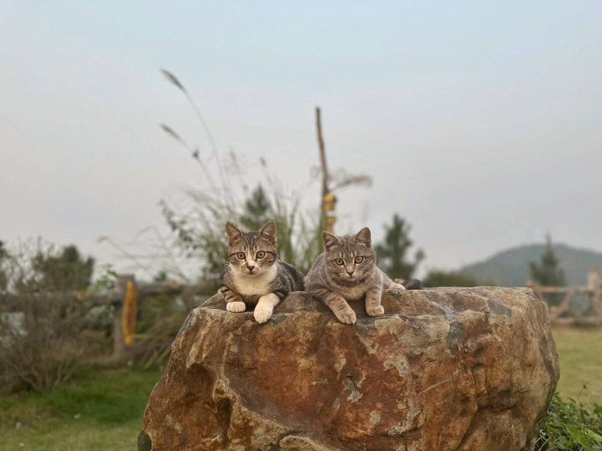 Hai chú mèo trên gộc đá