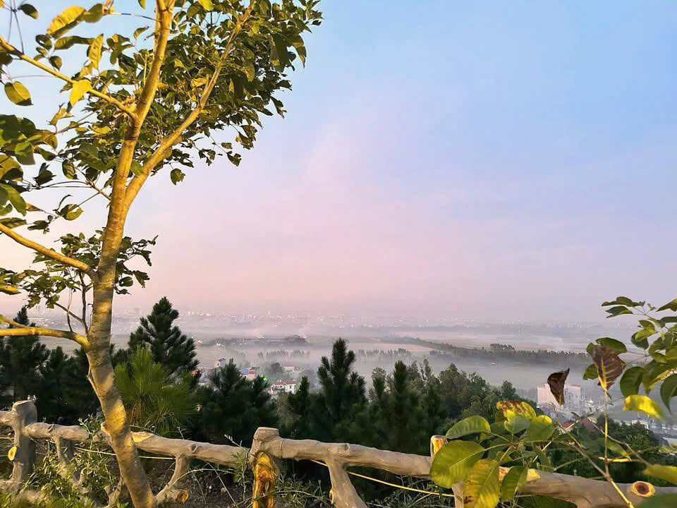 Hoàng hôn hồng phủ sương trên đồi thông