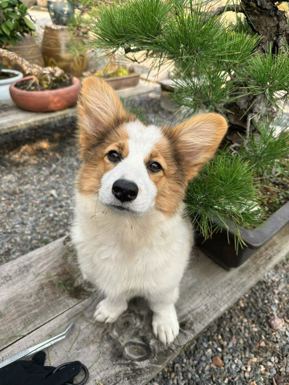 Chú chó corgi đáng yêu tại Neo Camping